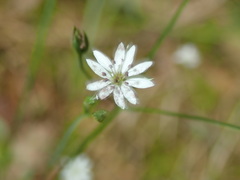 Microbotryum stellariae