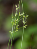 Slender Path Rush - Photo (c) Susan Elliott, some rights reserved (CC BY-NC), uploaded by Susan Elliott