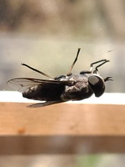 Tabanus trimaculatus