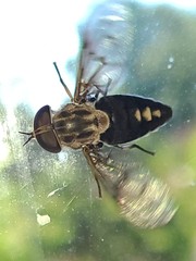 Tabanus trimaculatus