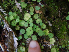 Hydrocotyle moschata moschata