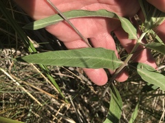 Asclepias viridiflora