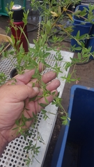 Acmispon americanus helleri