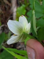 Trollius laxus