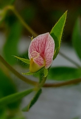 Acmispon americanus helleri