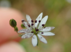 Microbotryum stellariae