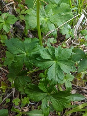 Trollius laxus