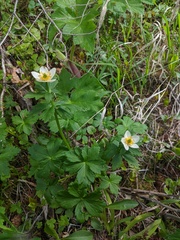 Trollius laxus