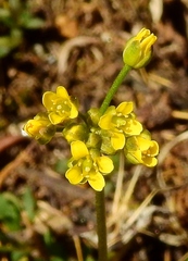 Draba crassifolia