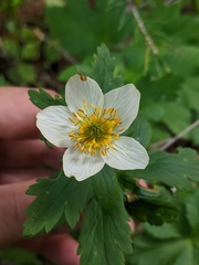 Trollius laxus