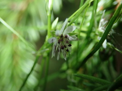 Microbotryum stellariae