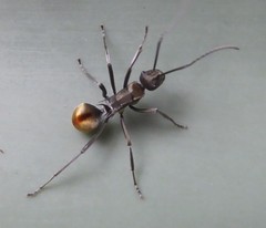 Polyrhachis brisbanensis