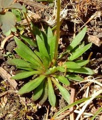 Draba crassifolia