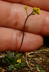 Draba crassifolia