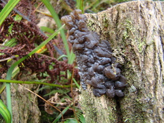 Exidia novozealandica