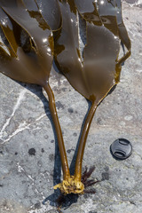 Hedophyllum dentigerum