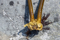 Hedophyllum dentigerum