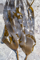 Hedophyllum dentigerum