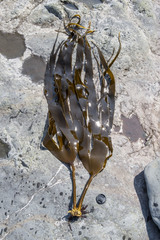 Hedophyllum dentigerum