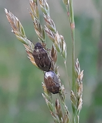 Neottiglossa pusilla