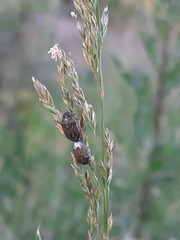 Neottiglossa pusilla
