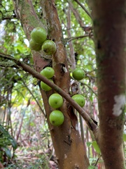 Plinia cauliflora