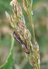 Neottiglossa pusilla