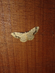 Idaea trigeminata