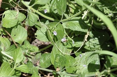Calliopsis andreniformis