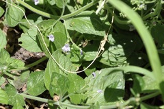 Calliopsis andreniformis