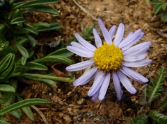 Erigeron leiomerus