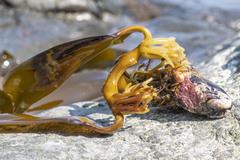 Arthrothamnus bifidus