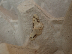 Idaea trigeminata
