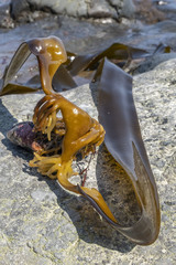 Arthrothamnus bifidus