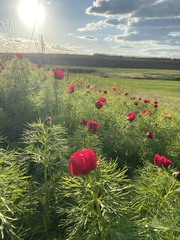 Paeonia tenuifolia
