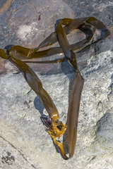 Arthrothamnus bifidus