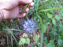 Phyteuma scheuchzeri