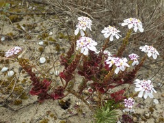 Iberis procumbens