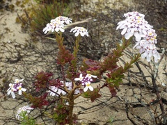 Iberis procumbens
