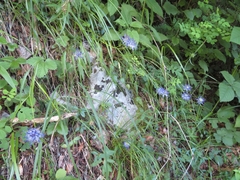 Phyteuma scheuchzeri