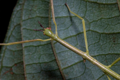 Cladoxerus