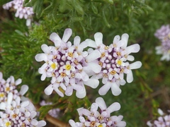 Iberis procumbens