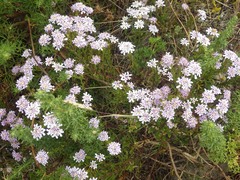 Iberis procumbens