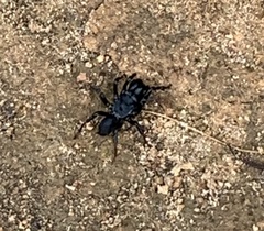 Sphodros atlanticus
