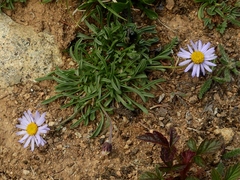 Erigeron leiomerus
