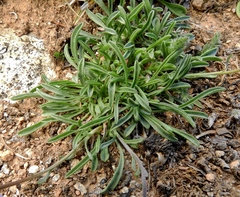 Erigeron leiomerus
