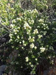 Phylica axillaris maritima