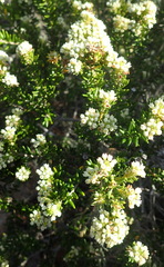 Phylica axillaris maritima