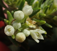 Phylica axillaris maritima