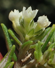 Phylica axillaris maritima